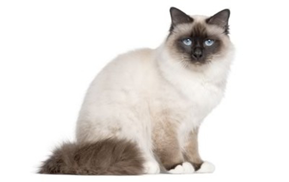 birman565