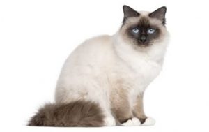 birman565
