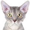 devon-rex-small